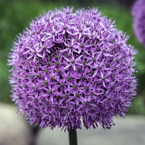 Allium Bulbs